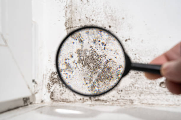 Mold Documentation for Insurance Claims in Glendora, CA